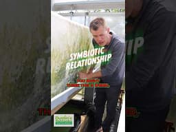 Symbiotic Relationships Between Aquarium Plants