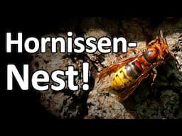Hornissen-ALARM! Was macht die Hornisse im Bienenstock?