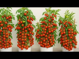 I Grew Tomatoes in Plastic Buckets – Look at This Juicy Harvest! 🍅🍃