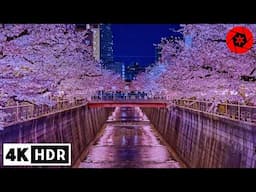 Inside Japan's Most Beautiful Sakura Night Festival 2025 - 4K HDR