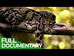 Wild Assassins – Stealth Killers | Free Documentary Nature