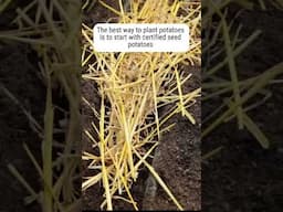 Why Grow Organic Potatoes from Seed?