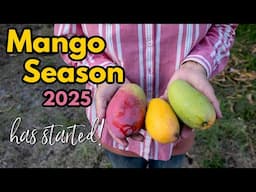 It's Mango Season 2025!