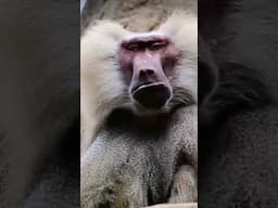 The Unique Monkey 🐒😱
