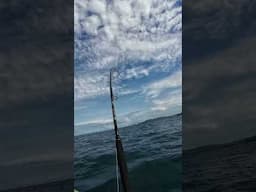 These Fish Are INSANE! #fishing #shorts