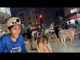Sabki Cow Out of Control Hokr Bhag Gyi😱