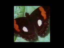 Miynt - Something in the way you move