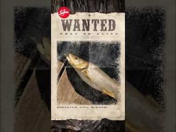 You can make $$$$$ catching MINNOWS?!? #Walleye #walleyefishing #fishing #shorts