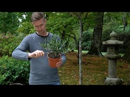 Making an Olive bonsai