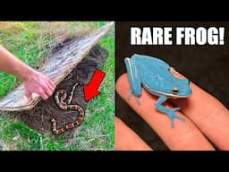 1 in Million Blue Tree-Frog! -- Finding Coral Snake, Copperheads, and Cottonmouths!