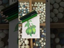 Colour Pencil Sketch #stilllife #pencildrawing #pencilsketch #pencilart #handmade #handmadewithlove