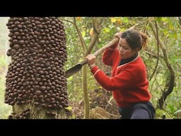 Harvesting Rag & Make Chestnut Cake! | Let's Enjoy Delicious Natural Chestnut Cake