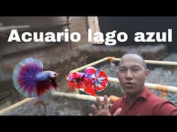Bettas de todo tipo, Acuario Lago Azul - Gente Betta Venezuela Dorman