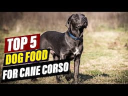 Top 5 Dog Food Picks for Cane Corso: Reviews & Comparisons