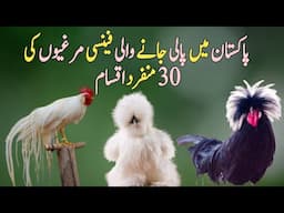 30 Fancy Chicken Breeds – Beautiful, Rare & Exotic Poultry You Must See!