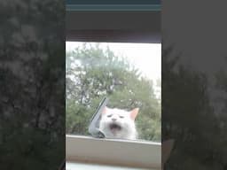 his dramatic little entrance
