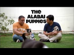 Alabai Puppies -Everything You Need to Know About This Powerful Breed #2025 (Central Asian Shepherd)