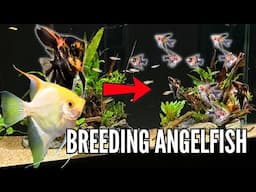 From Eggs to Angels: How I Raised Freshwater Angelfish Step by Step