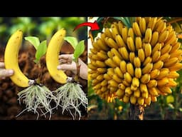 🍌Amazing Banana Tree Propagation: Your Step-by-Step Guide