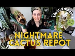 Saving Sad Cacti – Repotting & Dealing with Mealybugs Again! 🌵🪴