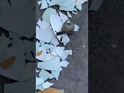 Do Eggshells Really Keep Snails Away From Plants