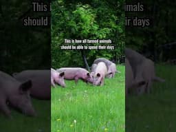 Together, we can make this a reality. 💚 #pigs #animalwelfare #shorts #countryside #pig #outside