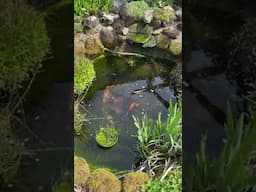 Today’s pond (koi and goldfish) waiting to be cleaned.           #koi #pondfish #fish