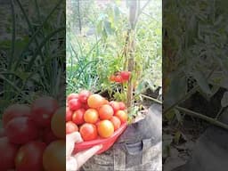 organic tomato grow in terrace garden #