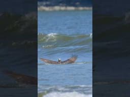 Insane Precision: Osprey Snatches Fish from the Sea! Nature’s best fisherman. #wildlife