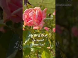 Backyard Gardeing #life #gardening #garden #short #Homestead