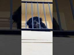 Dog or Black Bear? #dog #blackdog #blackbear