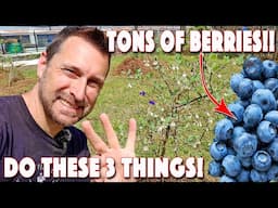 3 Important Blueberry Growing Tips For Huge Production!