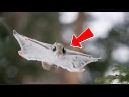 You Won’t Believe How This Squirrel Shares Its Home! 😱