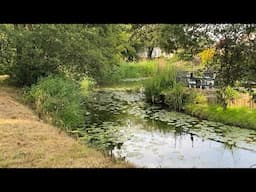Out for a Walk and General Updates: PART 2