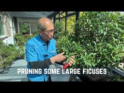 Pruning Some Large Ficuses