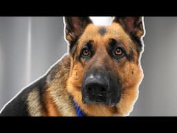 I Groomed a Dog Named Dangerous… It Did NOT Go Well | German Shepherd Dog