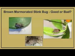 Good Bugs Bad Bugs with OSU Master Gardeners 2025