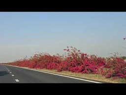 Bougainvillea festival on Delhi Mumbai Expressway