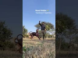 #doberman #germanshepherd #DogTraining #royalsoldier