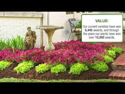 The Value of a Proven Winners Plant