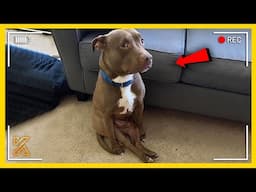 🤣🐾Secret Life of Pets Caught on Camera🚨