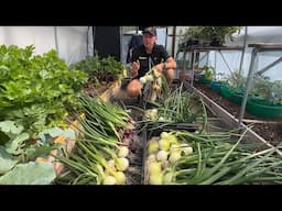 How to Fill the Onion Gap: Early Harvest from Overwintered Toughball Onions