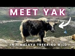 Trekking in Sikkim Near Zuluk | YaK