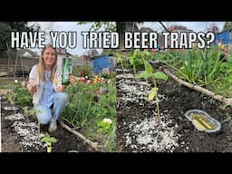 HAVE YOU TRIED BEER TRAPS? / ALLOTMENT GARDENING UK