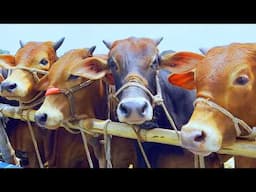 cow unloading, cow videos, cow video, animal, big cow, goru hamba cow, Ep-227