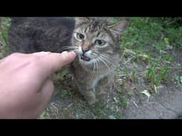 Shy Street Cat Meowing and Crying for Food