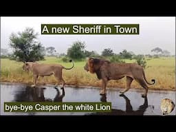 Satara Lion Pride Split | Bye-bye, Casper The White Lion