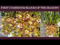 First Cymbidium bloom of the season; basic care refresh!!