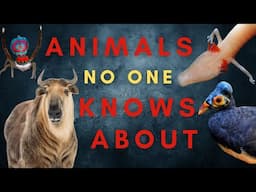 25 Animals You Haven't Heard About...Maybe - Oceania and Eurasia