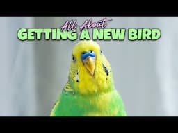 'THE' Guide for The NEW Bird owner